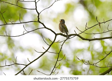 a chaffinch in a tree surrounded by delicate twigs, white-green bokeh, a trilling songbird, a twittering chaffinch on a thin branch surrounded by beautiful light and bokeh, Fringilla coelebs