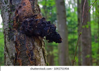 Chaga mushroom growing on a Birch Tree