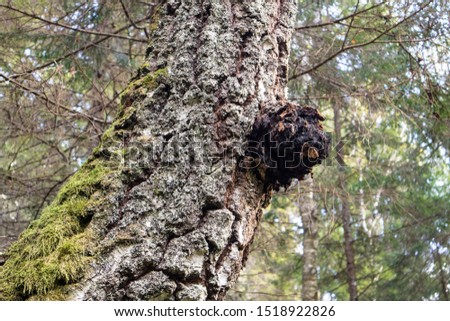 Chaga mushroom also known as Inonotus obliquus growing out of an birch tree trunk in summer. Chaga is used for natural herbal remedy.