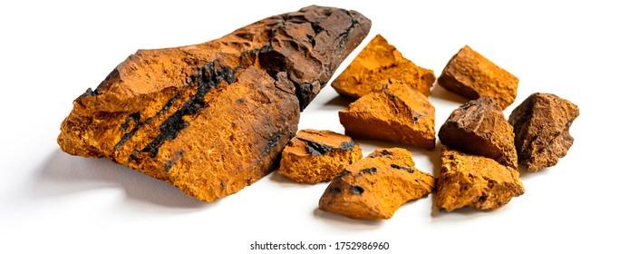 chaga mushroom. large cleaned piece and small pieces natural wild birch fungus chaga isolated on white background. banner