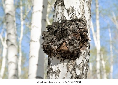 Chaga on birch trunk