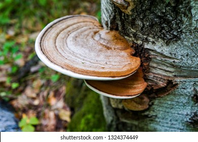 chaga tree mushroom                               