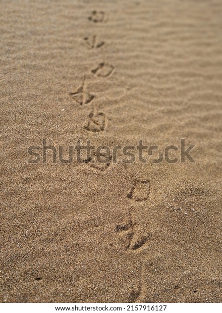 Chain of foot prints of seabird (most probably sea\
gull) with webbed feet on the gold sand with wind marks on the\
beach of Lanzarote, Canary islands. Bird trail on the surface of \
yellow thick sand