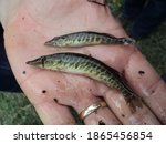 Chain pickerel fish held in hand