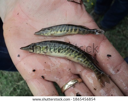 Chain pickerel fish held in hand