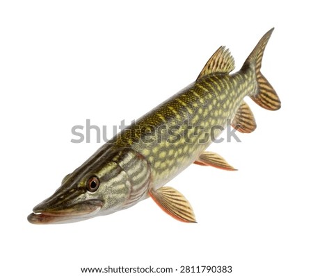 Chain Pickerel Fish Side Pose with Green Patterned Body Isolated on White Background