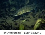 Chain Pickerel  underwater in the Richelieu River in Canada