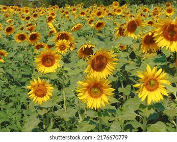 Chain With Sunflower In The Summer. In Maramures County, Romania