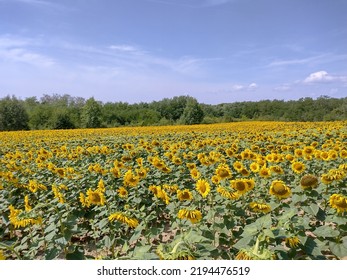 Chain With Sunflower In The Summer. In Maramures County, Romania