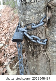 Chain wrapped around and embedded in a tree in the Maine forest