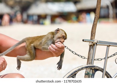 On Chain Monkey