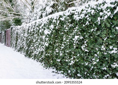 Chain-link fence curled with green English ivy (Hedera helix, European ivy). Ivy under snow. Decorative element of evergreen garden. Background from elegant leaves. Nature concept for design.