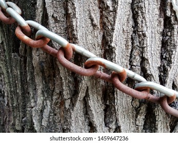 chains wrapped around tree and bark