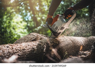 Chainsaw. Close-up of woodcutter sawing chain saw in motion, sawdust fly to sides. Chainsaw in motion. Hard wood working in forest. Sawdust fly around. Firewood processing.