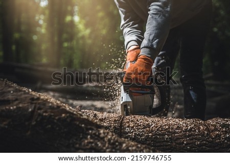 Chainsaw. Close-up of woodcutter sawing chain saw in motion, sawdust fly to sides. Chainsaw in motion. Hard wood working in forest. Sawdust fly around. Firewood processing.