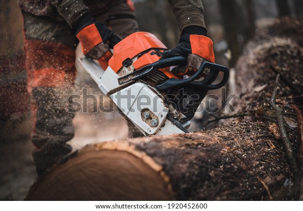Chainsaw. Close-up of\
woodcutter sawing chain saw in motion, sawdust fly to sides.\
Chainsaw in motion. Hard wood working in forest. Sawdust fly\
around. Firewood\
processing.