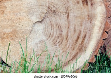 Chainsaw cut huge tree lying on the green grass. background. concept of nature protection and ecology. Summer time - Shutterstock ID 1509965066