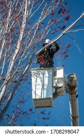 Chainsaw Cutter Works On A Tree Removal