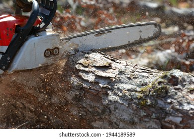 Chainsaw Cutting A Down Tree  Great Photo For Clean Up Of Storm Damage Or Could Advertise Tree Removal Service 