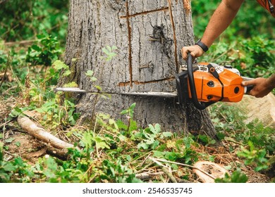 Chainsaw cutting a large tree in a forest during the day with green foliage surrounding the area - Powered by Shutterstock