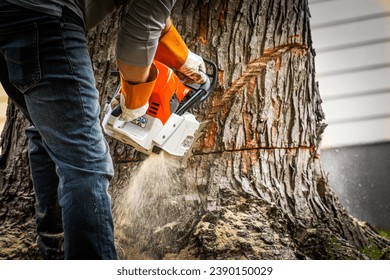 A chainsaw effortlessly slices into a tree trunk, showcasing expert tree service in action. Perfect for illustrating tree removal, Tree Trimming cutting branches stump grinding stump removal - Powered by Shutterstock