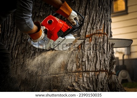 Chainsaw effortlessly slices into a tree trunk, showcasing expert tree service in action. Perfect for illustrating tree removal.
Tree Trimming cutting branches stump grinding stump removal