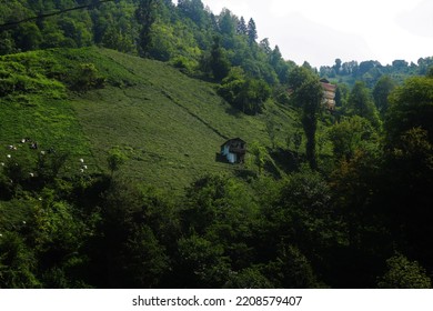 A Chalet In Trabzon. Tea Farm Workers.