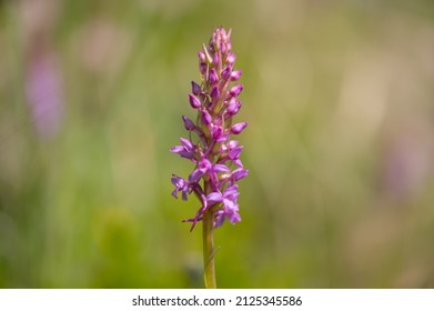A chalk fragrant orchid (Gymnadenia conopsea) on a sunny day in summer in the Austrian Alps