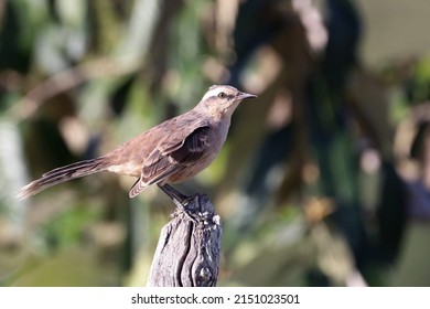 Chalk-browed Mockingbird (Mimus Saturninus) Isolated, Perched On A Fence