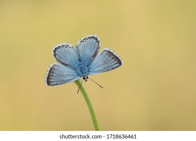 Chalk-hill Blue Butterfly Against A Yellow Background, Hatch Hill, Somerset, UK