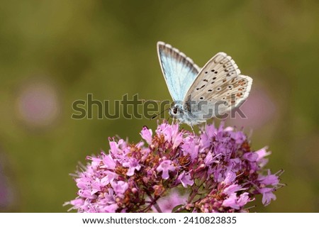 The chalkhill blue - Lysandra coridon - sucks nectar with its trunk from the blossom of Origanum vulgare - Oregano or wild Marjoram