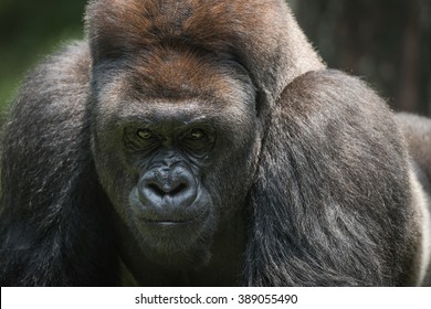 Challenging Silverback Gorilla