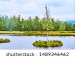 Chalupska moor represents a transitional type of moor between the valley upland moors developed along  Vltava River and mountain raised bogs of Sumava plateau. National Park Sumava (Bohemian forest)