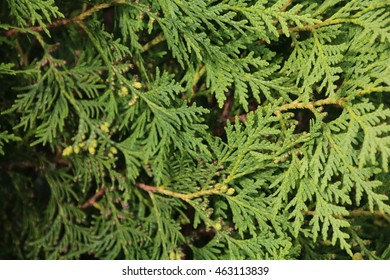 Chamaecyparis cypress or false cypress is apopular plant