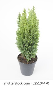 Spruce Picea Omorika Karel Pot Isolated Stock Photo (Edit Now) 1033791124