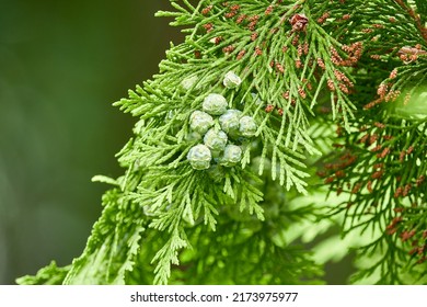 Chamaecyparis lawsoniana, known as Port Orford cedar or Lawson cypress, is conifer in genus Chamaecyparis, family Cupressaceae. It is native to Oregon and northwestern California.