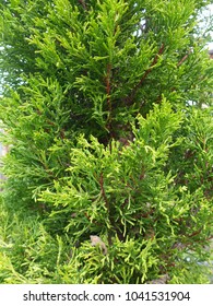 Chamaecyparis Obtusa Hinoki Cypress