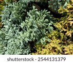 Chamaecyparis pisifera ‘Boulevard’ false-cypress is a semi-dwarf, evergreen shrub cultivar belonging to the cypress family (Cupressaceae). Blue Moss Cypress. Boulevard False-cypress. 