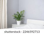 Chamaedorea elegans plant in white flower pot stands on white for planters pedestal on gray background. Stylish and minimalistic urban jungle interior. Home decoration with green plants. Parlour palm.