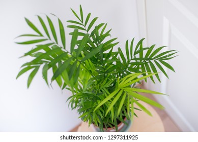 Chamaedorea Elegans In A Vase