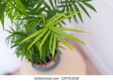 Chamaedorea Elegans In A Vase