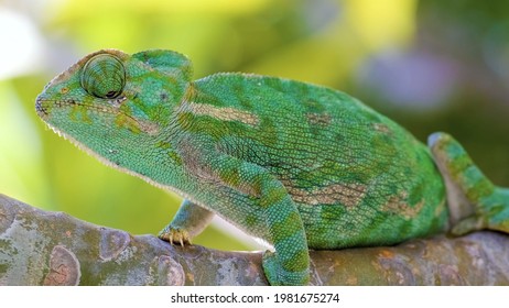 Chamaeleonidae 
Outdoors In Madagaskar Live