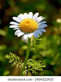 Chamaemelum nobile, commonly called chamomile or Roman chamomile