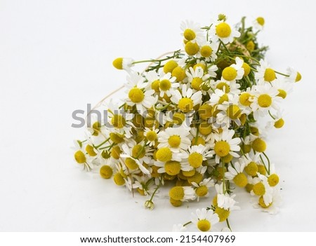 Chamaemelum nobile plant commonly known as chamomile or common or roman chamomile, isolated on white background