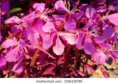 Chamaenerion angustifolium is a perennial herbaceous flowering plant in the willowherb family Onagraceae. It is known as fireweed, willowherb, rosebay willowherb, Ivan Chai. 