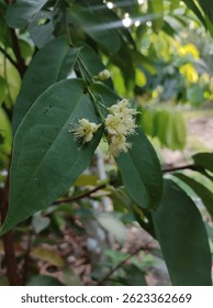 Chambakka fruit is known as Rose or Java Apple and Otaheti or Water Apple. jambhul, wax apple. sweet, slightly floral taste.
