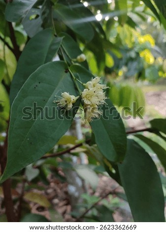 Chambakka fruit is known as Rose or Java Apple and Otaheti or Water Apple. jambhul, wax apple. sweet, slightly floral taste.