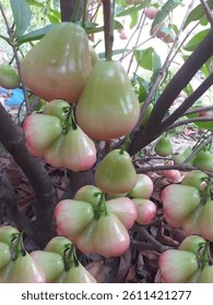 Chambakka, also known as rose apple or Java apple, is a fruit native to Southeast Asia, but grown in many parts of India, including regions like Kerala and Bangalore. It's a crispy, mildly sour fruit 
