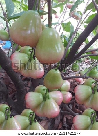 Chambakka, also known as rose apple or Java apple, is a fruit native to Southeast Asia, but grown in many parts of India, including regions like Kerala and Bangalore. It's a crispy, mildly sour fruit 