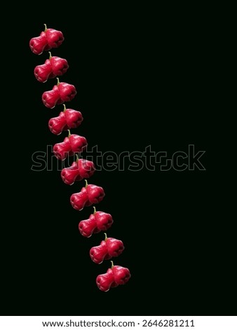 Chambakka, also known as rose apple or Java apple, is a fruit native to Southeast Asia, commonly found in regions like Kerala and Bangalore. It is known for its crispy, mildly sour, and slightly sweet